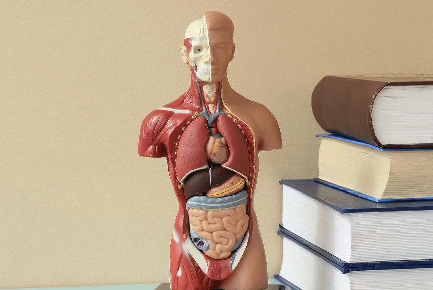 The Nervous System: Anatomy, Function and Involvement in Strength Adaptations